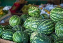 Goiás lidera produção nacional de melancia