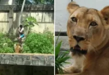 Laudo aponta causa da morte de homem que invadiu jaula de leoa Homem morto por leoa em zoológico de João Pessoa Fotos: Reprodução / Redes Sociais