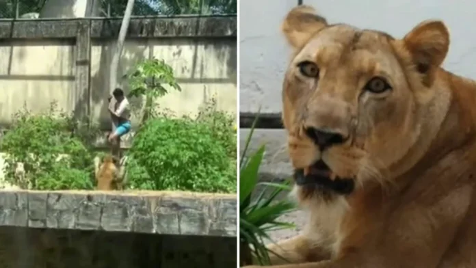 Homem morto por leoa em zoológico de João Pessoa Fotos: Reprodução / Redes Sociais