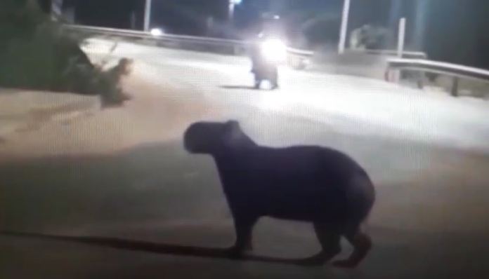 Foto Reprodução Foto Reprodução