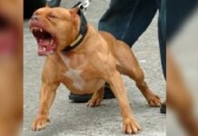 Imagem: reprodução