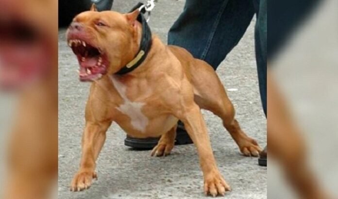 Imagem: reprodução