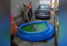 Vídeo: Jacaré é resgatado em piscina de plástico no Amazonas