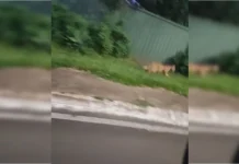 DF: Onça é flagrada circulando no Lago Norte. Veja vídeo