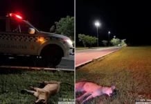 Onça-parda morre após atropelamento na L4 Norte, próximo à UnB! Animal foi visto no Lago Norte