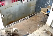 Vídeo: Pit bulls invadem casa e matam cachorrinha em residência